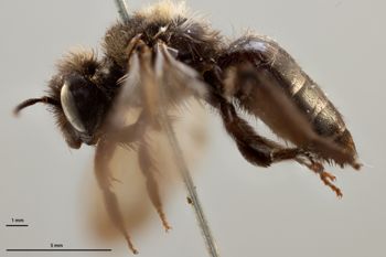 Media type: image;   Entomology 771214 Aspect: habitus lateral view